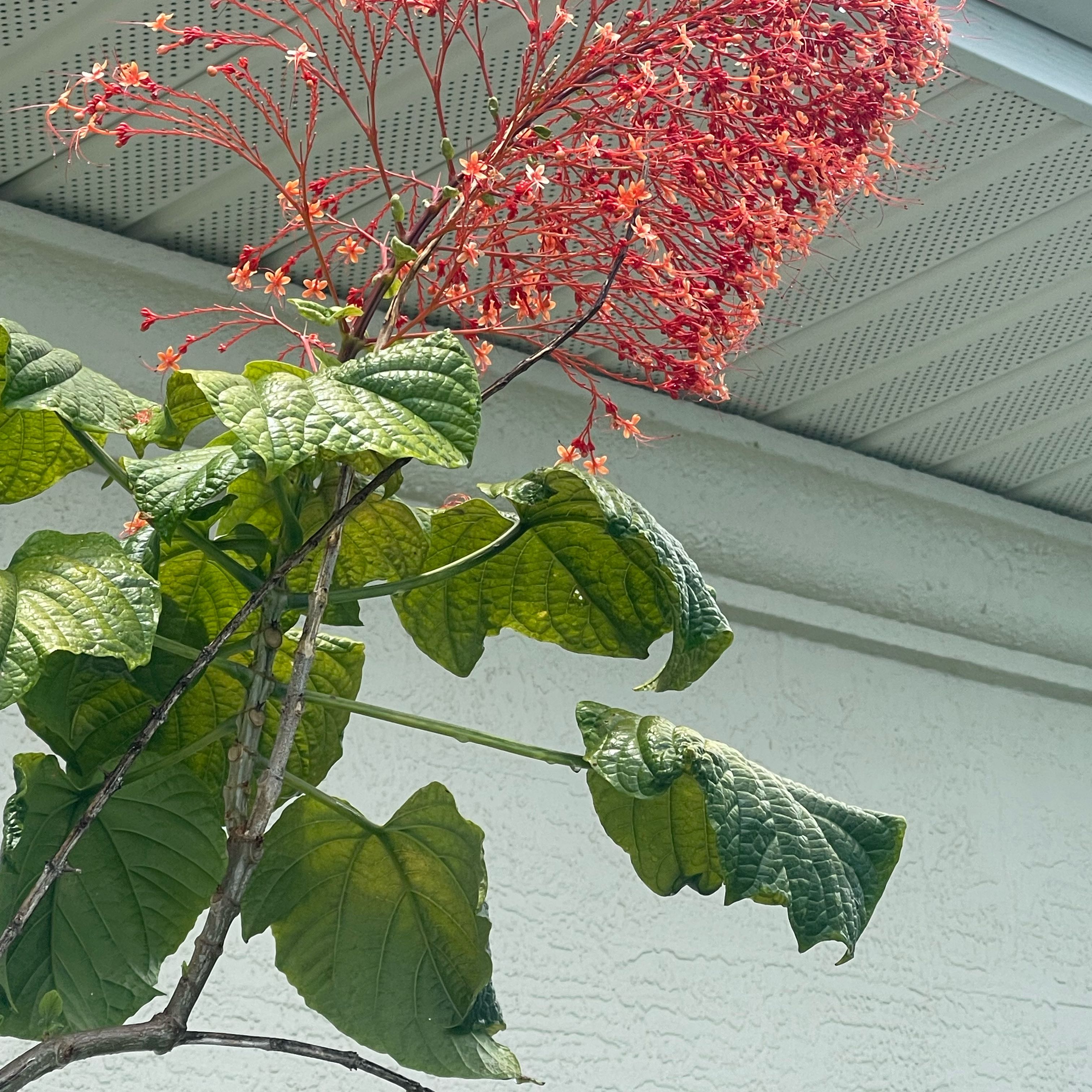Photo of the plant species Pagoda Flower by @KookyLlavea37 named Rihanna on Greg, the plant care app