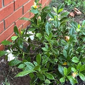 Photo of the plant species Gardenia 'August Beauty' by @AngelBlinks82 named Travis on Greg, the plant care app