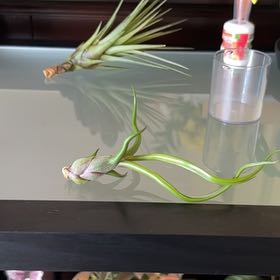 Photo of the plant species Tillandsia Bulbosa Guatomala by @Jessielove26 named Medusa on Greg, the plant care app