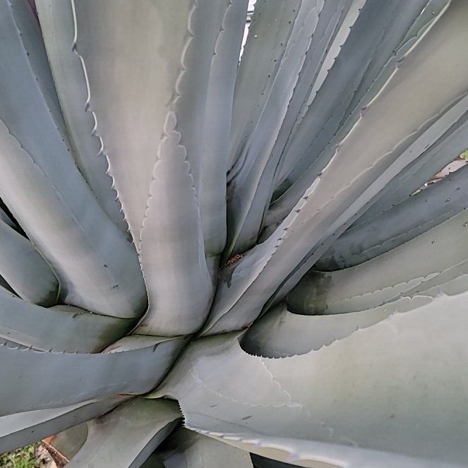 Photo of the plant species Mescal by @TopSpicebush80 named James Dean on Greg, the plant care app