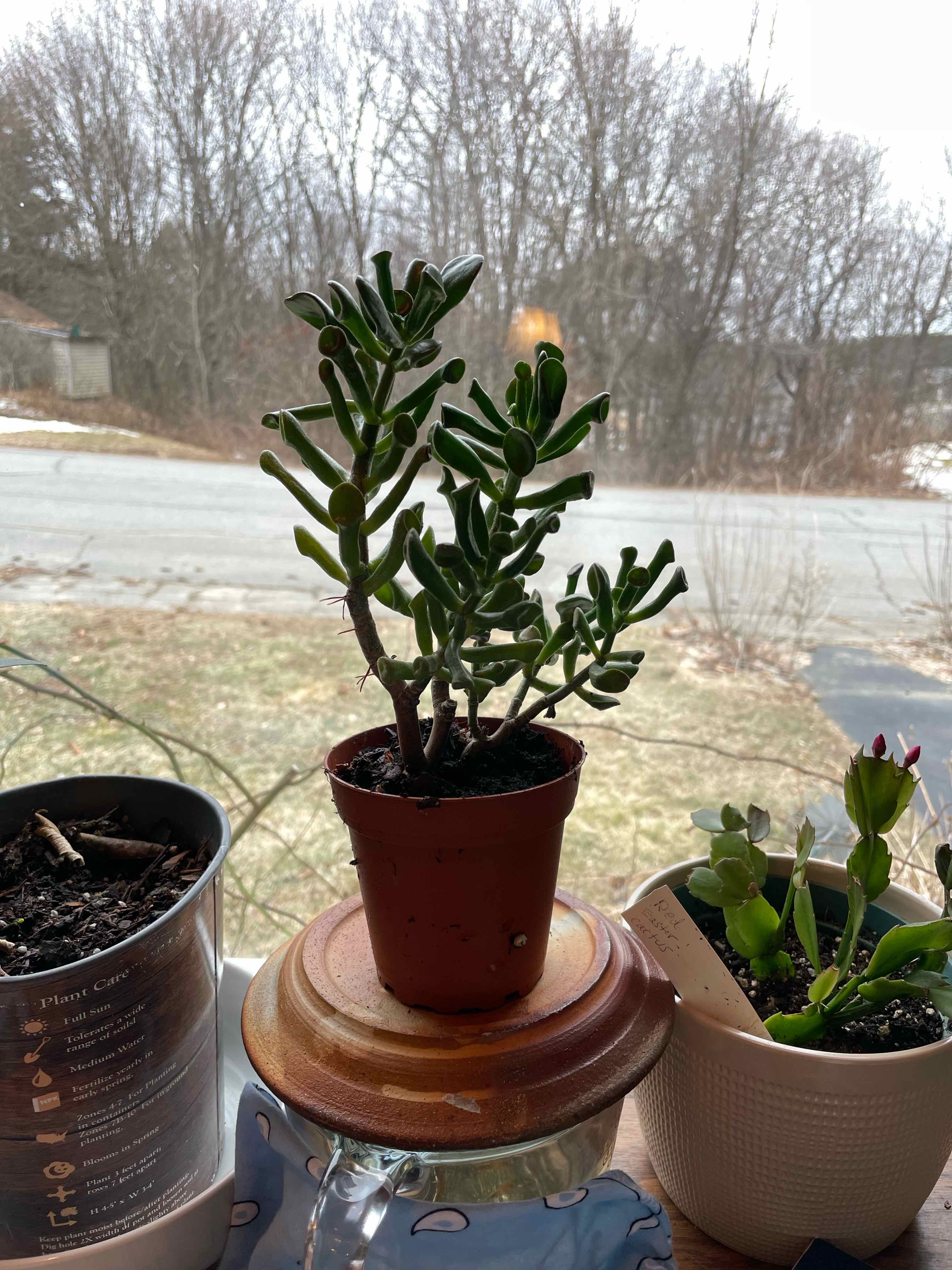 Lucky Plant plant photo by @Somelady named Shrek on Greg, the plant care app.