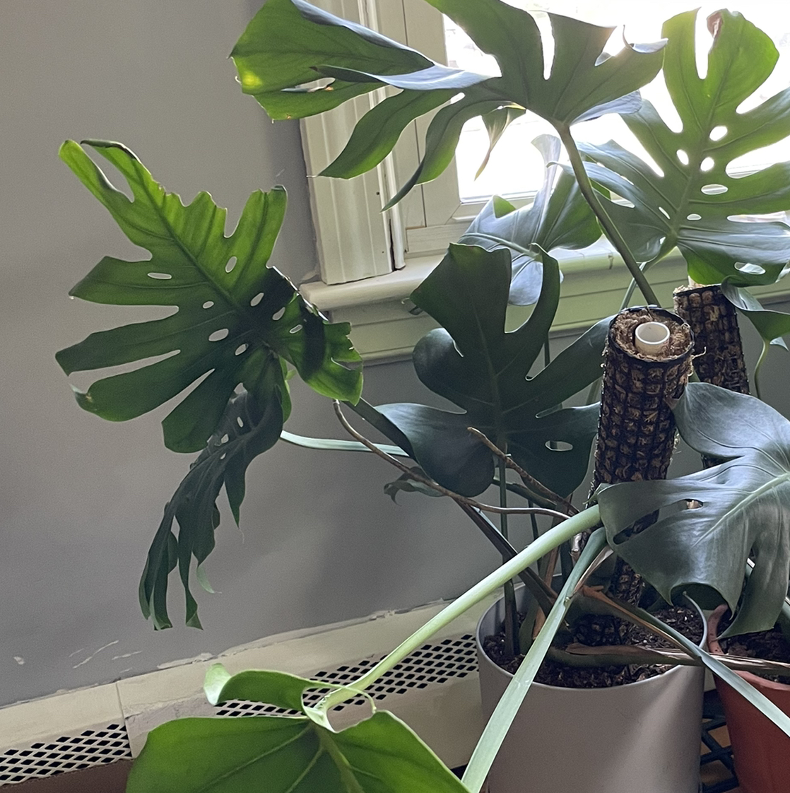 Monstera plant photo by @Somelady named Morgan Treeman on Greg, the plant care app.