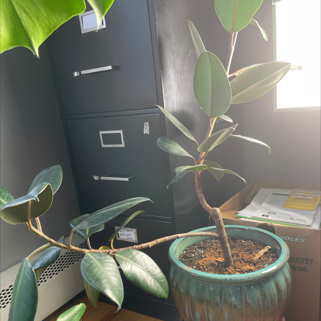 Rubber Plant plant photo by @Somelady named Robert Plant on Greg, the plant care app.