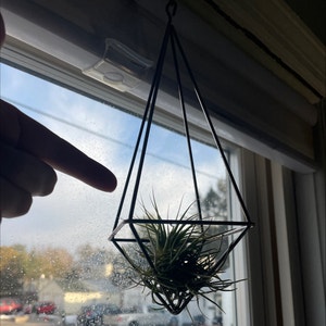 Blushing Bride Air Plant plant photo by @Somelady named Air-y Potter on Greg, the plant care app.