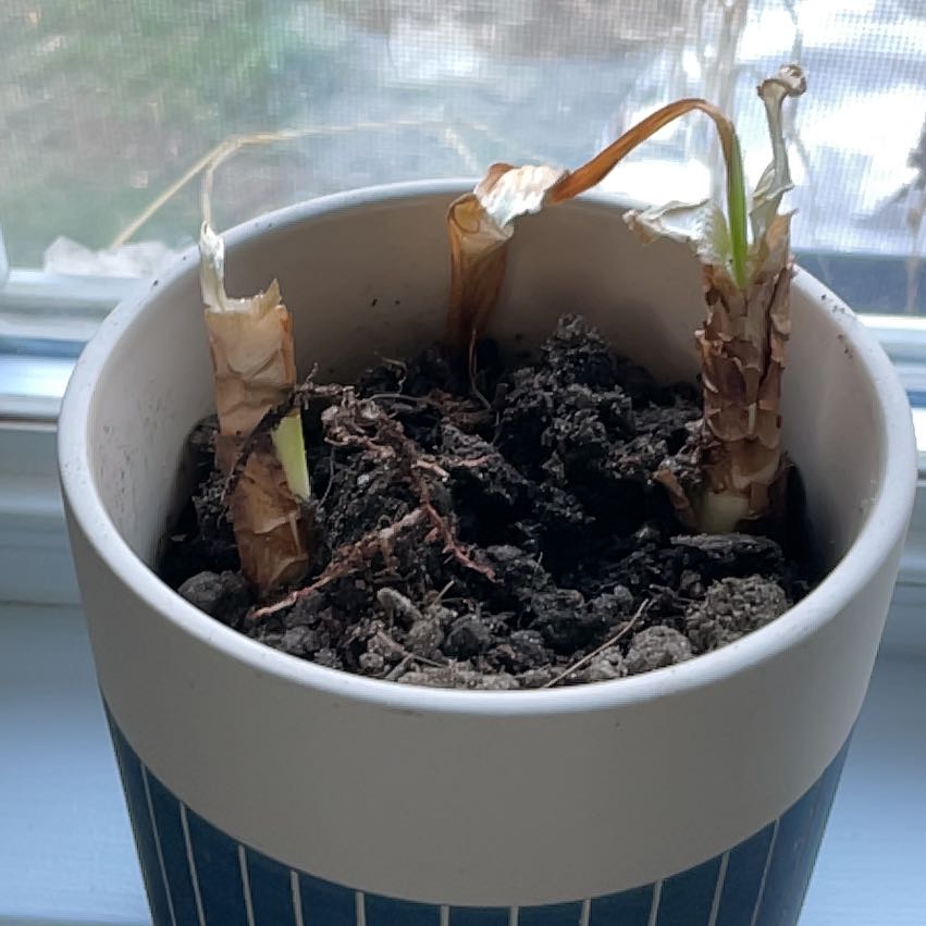 Potted Barbosa Lily with two browned stems and one showing slight green growth. Soil appears dry.