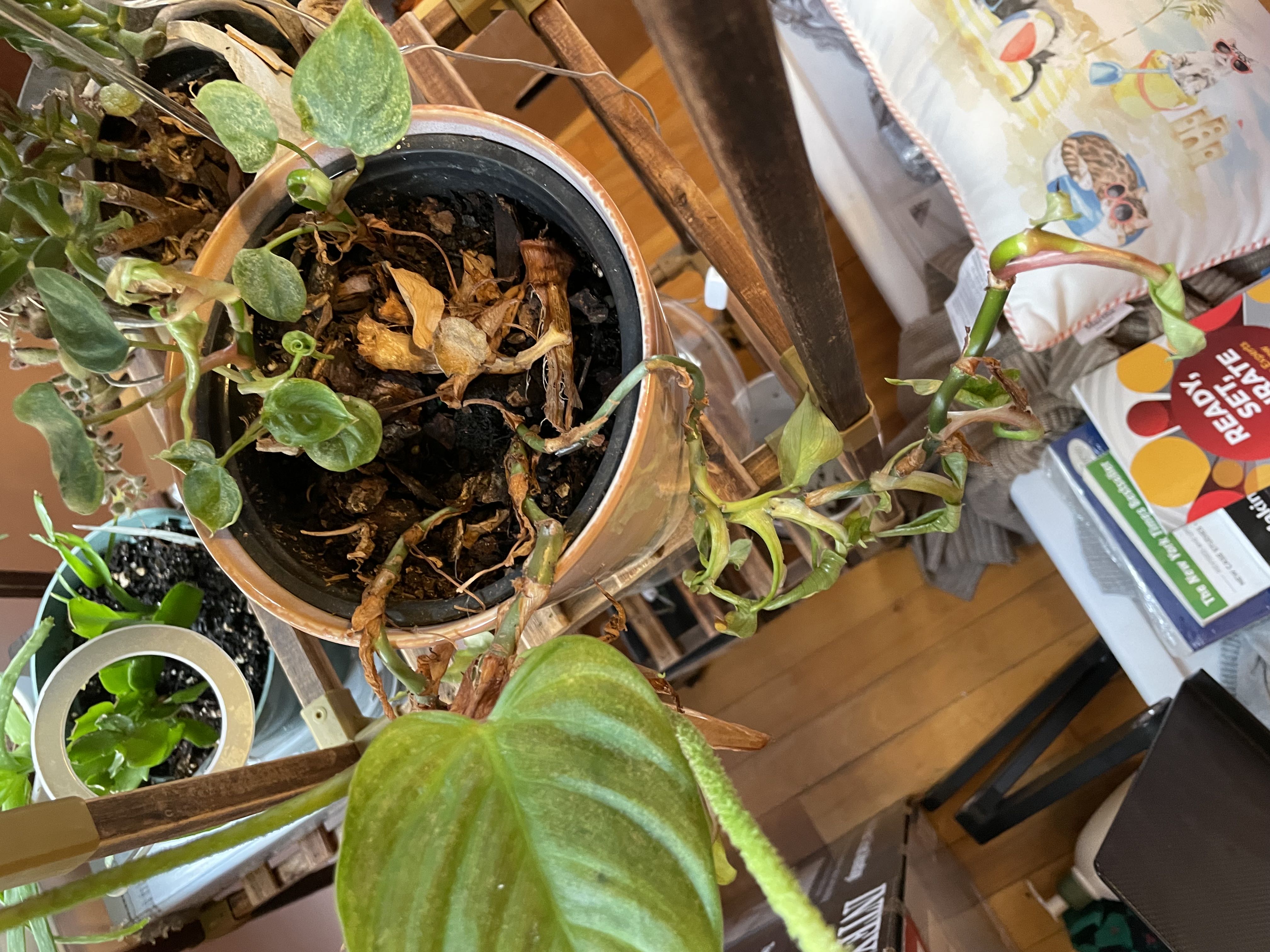 Photo from the post