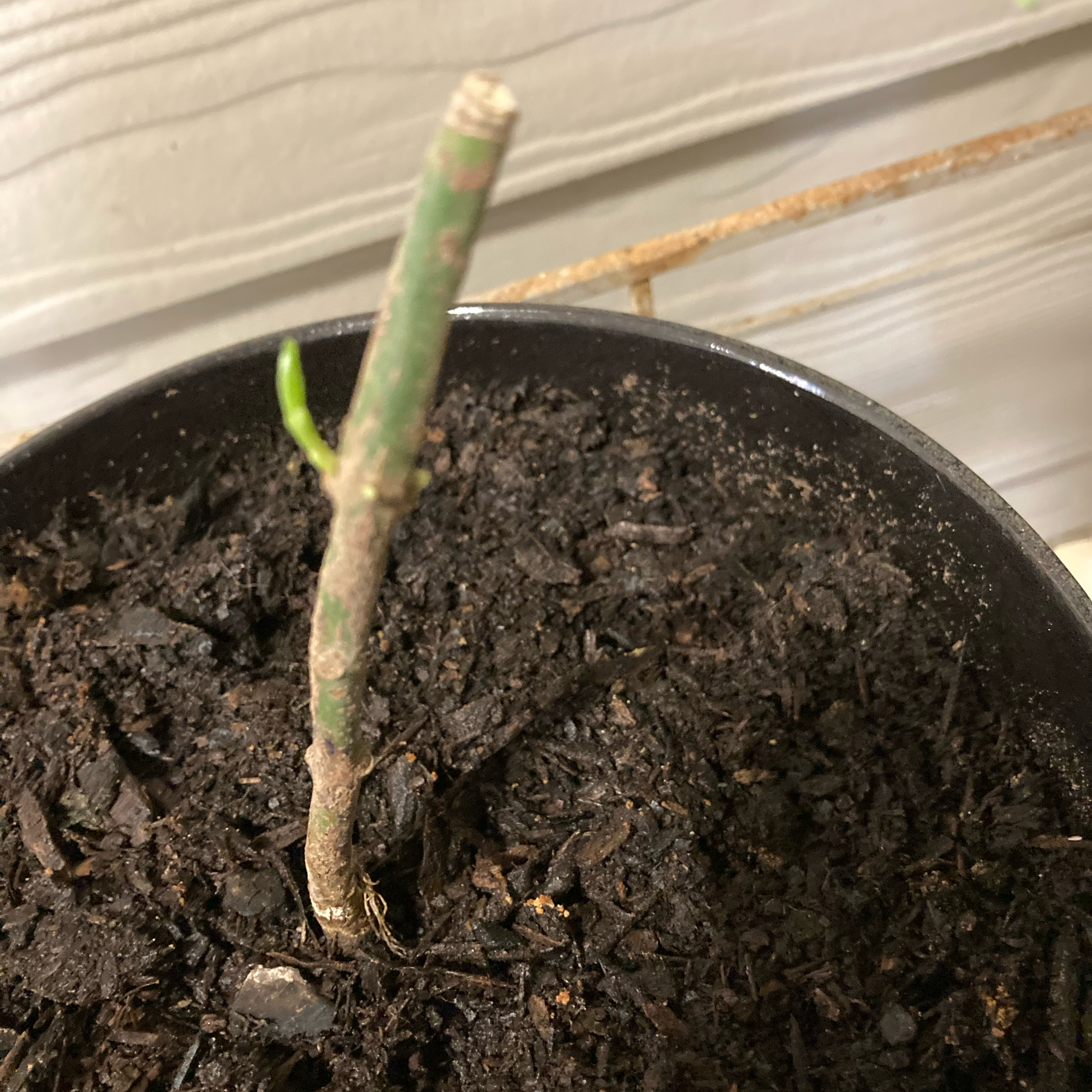 Plant care for American Holly 'Miss Courtney' on Greg, the plant care app