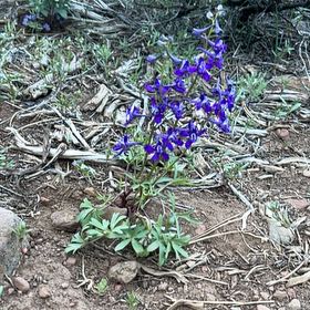 Photo of the plant species Dwarf Larkspur by @KeenAgboy58 named Anne on Greg, the plant care app
