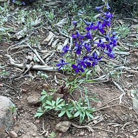 Photo of the plant species Dwarf Larkspur by @KeenAgboy58 named Aristotle on Greg, the plant care app