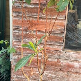 Photo of the plant species Nanjing Gold Paperbush by @DollLambsear0 named Messi on Greg, the plant care app