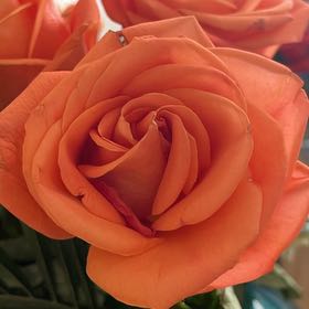 Photo of the plant species Beehive Ginger by @WinCosmo42 named Taylor Swift on Greg, the plant care app