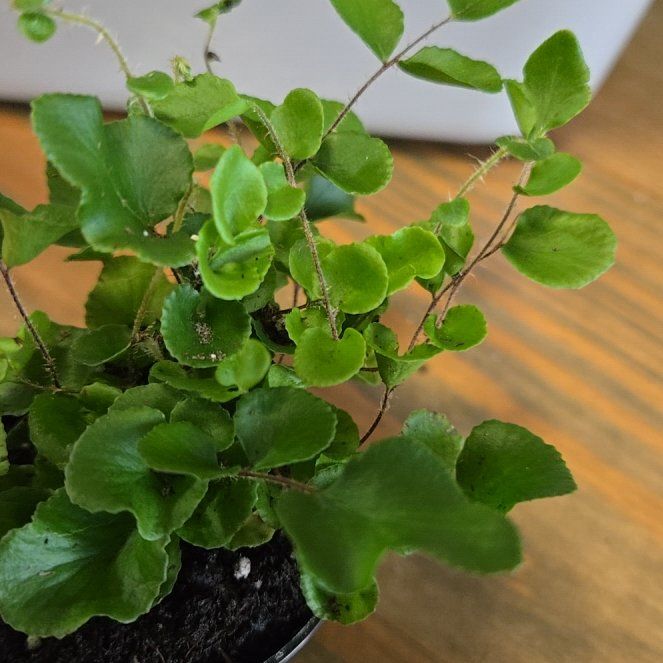 Photo of the plant species California Maidenhair Fern by @EquippedRedcap named Orwell on Greg, the plant care app