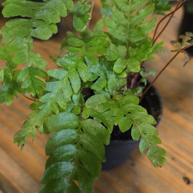 Photo of the plant species Australian Brake by @EquippedRedcap named Harry on Greg, the plant care app