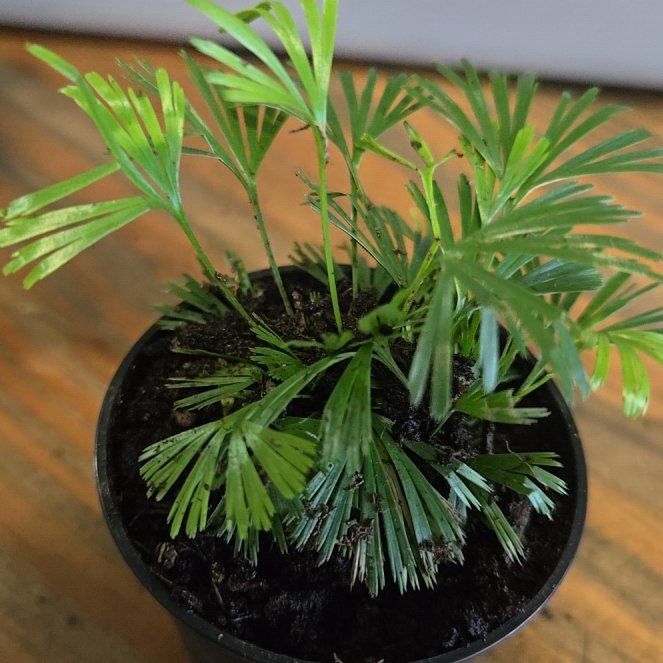 Photo of the plant species Fan Fern by @EquippedRedcap named Kendall on Greg, the plant care app
