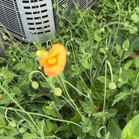 Photo of the plant species Welsh Poppy by @TenderDodder78 named Sherlock on Greg, the plant care app