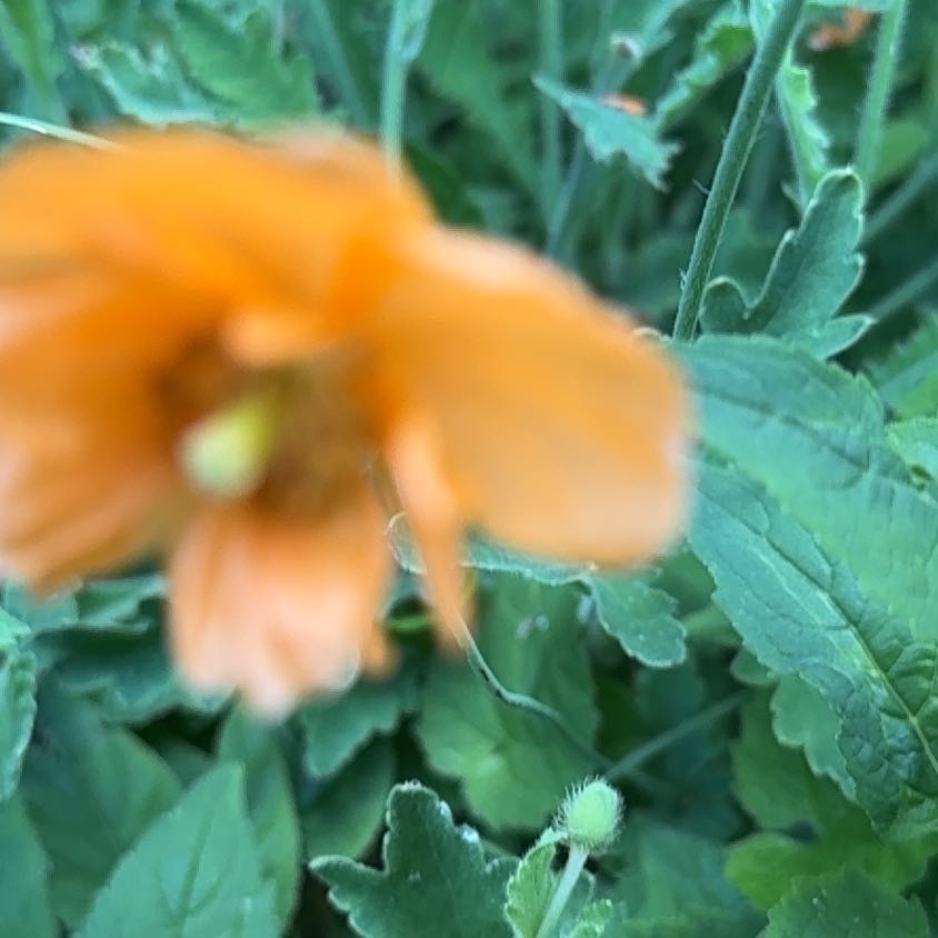 Photo of the plant species Verbesina Encelioides by @TenderDodder78 named Sir Plancelot on Greg, the plant care app