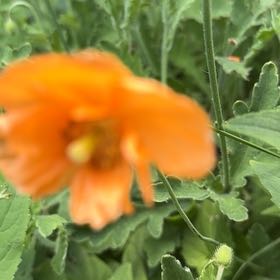 Photo of the plant species Marigold by @TenderDodder78 named Fernie Mercury on Greg, the plant care app