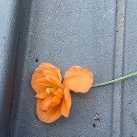 Photo of the plant species Chinese Lantern by @TenderDodder78 named Orlando Bloom on Greg, the plant care app