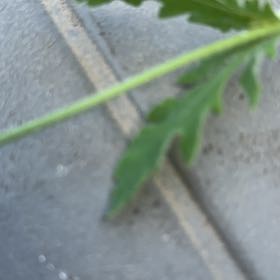 Photo of the plant species Groundsel by @TenderDodder78 named Gobi on Greg, the plant care app