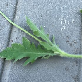 Photo of the plant species Common Poppy by @TenderDodder78 named Bella on Greg, the plant care app