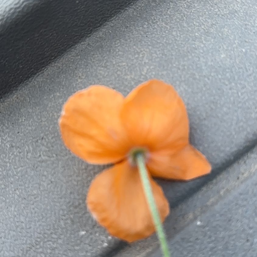 Photo of the plant species Sulphur Cosmos by @TenderDodder78 named Anne on Greg, the plant care app