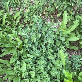 Photo of the plant species Fortune's Spindle by @TenderDodder78 named Morgan Treeman on Greg, the plant care app