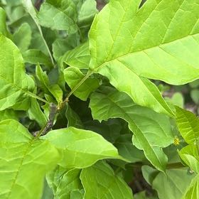 Photo of the plant species Western Poison-Oak by @TenderDodder78 named Harry on Greg, the plant care app