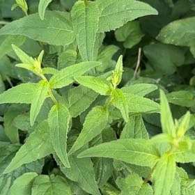 Photo of the plant species Wrinkleleaf Goldenrod by @TenderDodder78 named Achilles on Greg, the plant care app