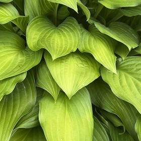 Photo of the plant species Plantain Lily by @TenderDodder78 named Marley on Greg, the plant care app