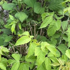 Photo of the plant species Manitoba Maple by @TenderDodder78 named Baesil on Greg, the plant care app