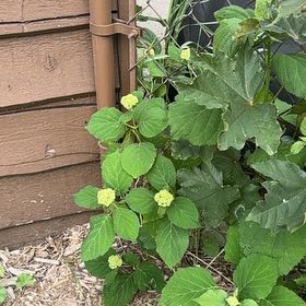 Photo of the plant species Ashy Hydrangea by @TenderDodder78 named Rosa on Greg, the plant care app