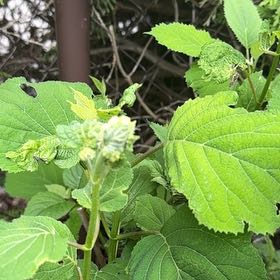 Photo of the plant species Ashy Hydrangea by @TenderDodder78 named Oscar on Greg, the plant care app
