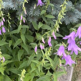 Photo of the plant species Rampion Bellflower by @TenderDodder78 named LiloStitch on Greg, the plant care app