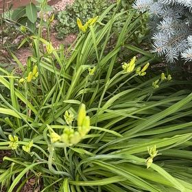 Photo of the plant species Yellow Daylily by @TenderDodder78 named Fernie Mac on Greg, the plant care app