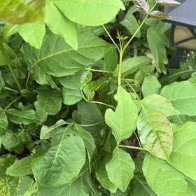 Photo of the plant species Japanese Knotweed by @TenderDodder78 named Walt on Greg, the plant care app