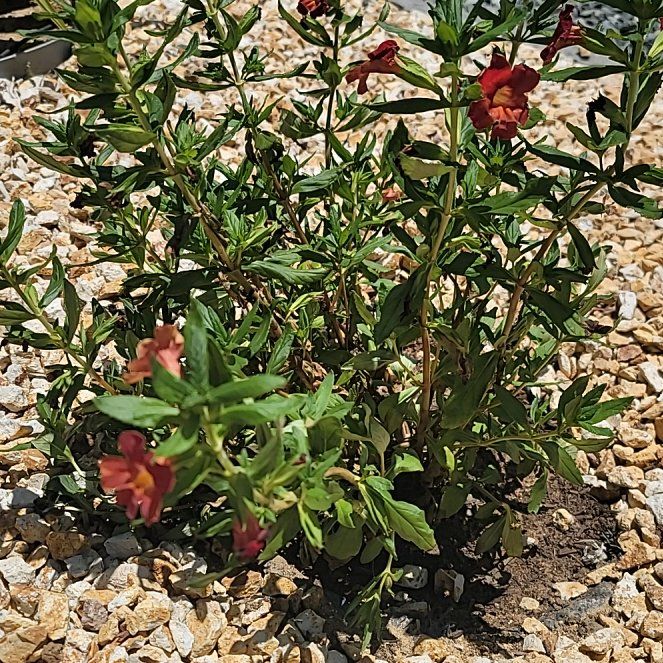 Photo of the plant species Sticky Monkey Flower by @LegitLiliaceae named Leaf Erickson on Greg, the plant care app