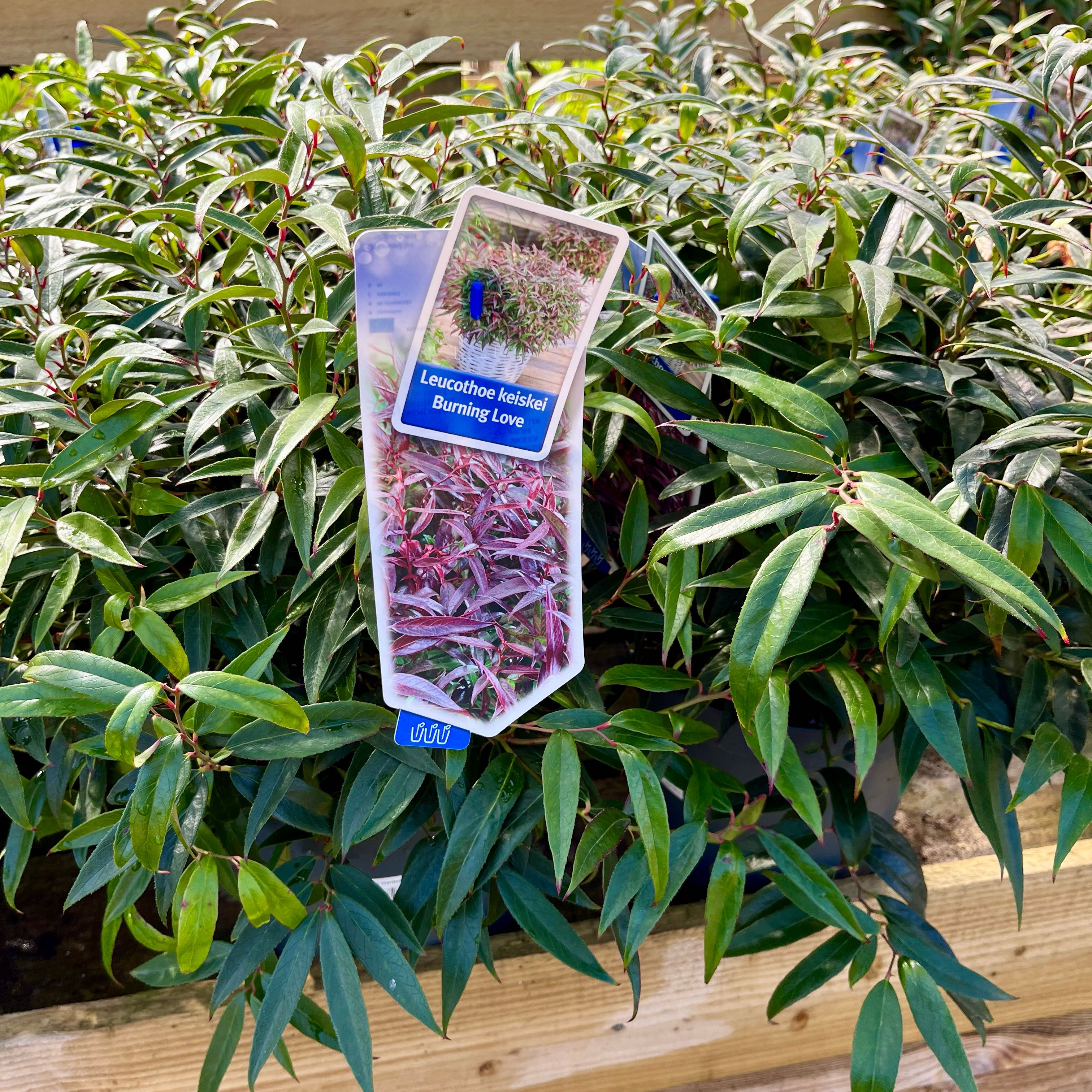 Photo of the plant species Doghobble by @SteamyEmerald70 named Gates on Greg, the plant care app