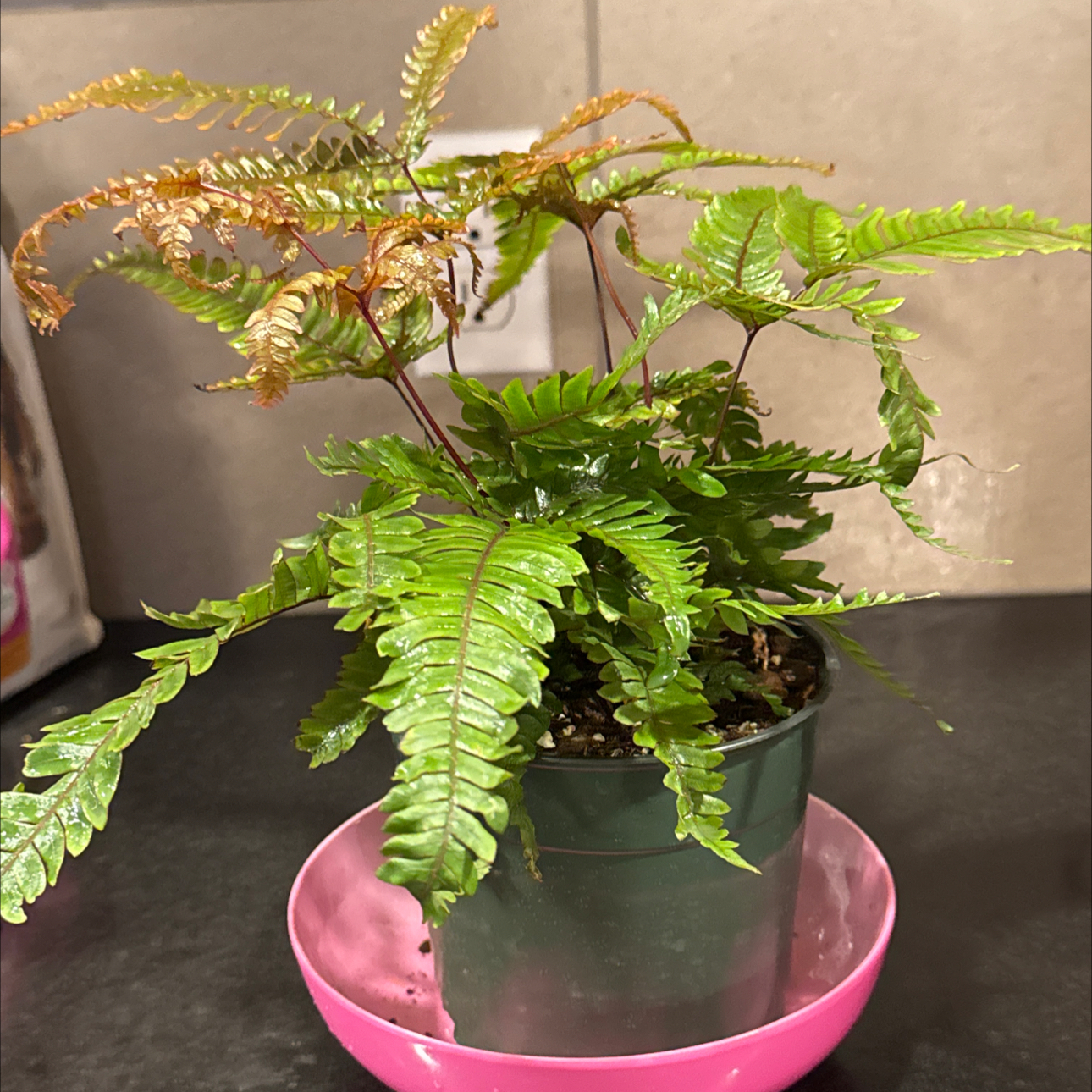 Photo of the plant species Tricolor Fern by @SirPlumtree45 named Fern on Greg, the plant care app