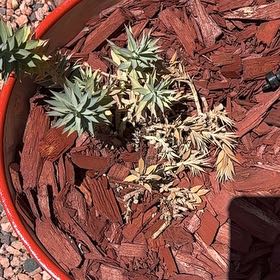 Photo of the plant species Gopher Plant by @FruitfulWinika named da Vinci on Greg, the plant care app