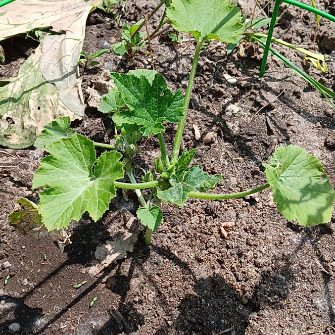 Photo of the plant species Zucchini by @NewKaraka45 named Zucchini on Greg, the plant care app