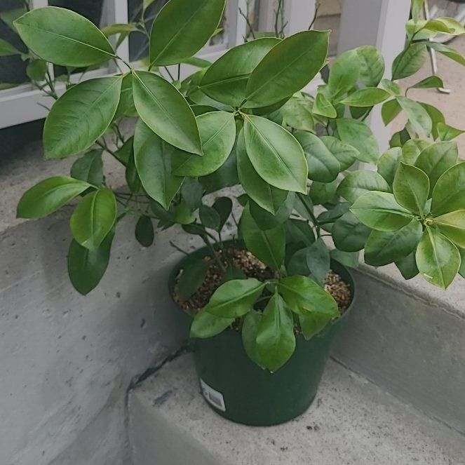 Photo of the plant species Calamondin by @DaringDidelta37 named Bieber on Greg, the plant care app