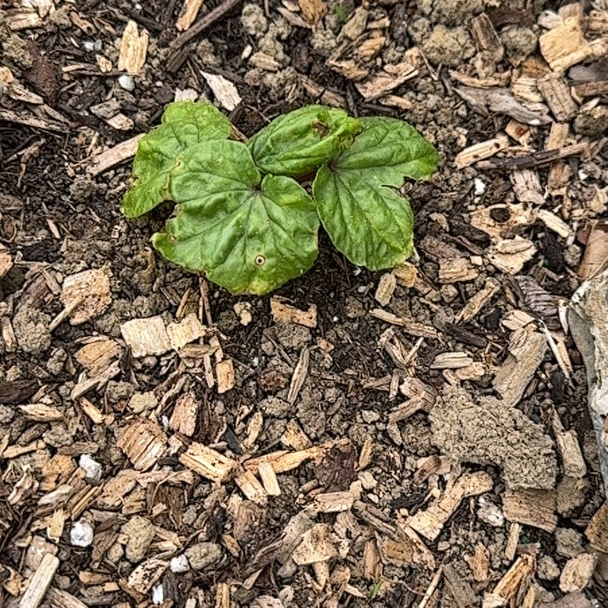Photo of the plant species Doubleclaw by @FitShyleaf75 named Robert Plant on Greg, the plant care app