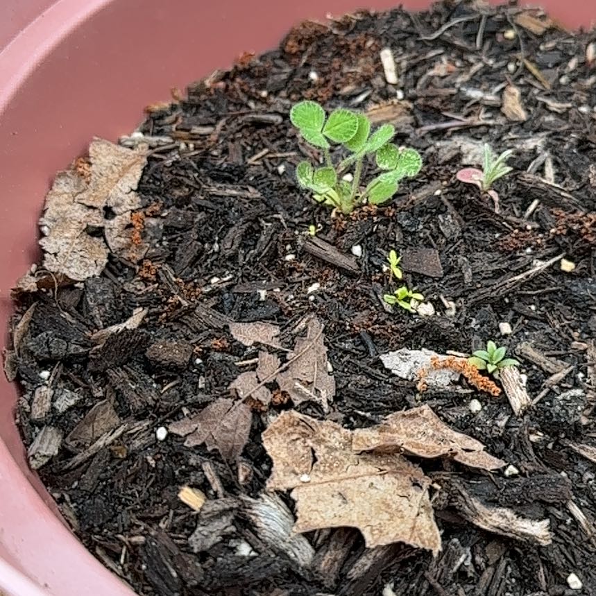 Photo of the plant species Fivespot by @FitShyleaf75 named Maya on Greg, the plant care app