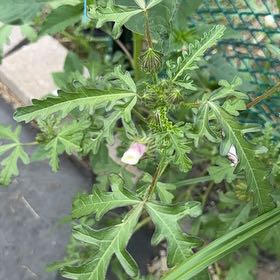 Photo of the plant species Modesty by @NeatBeech33 named Kendall on Greg, the plant care app