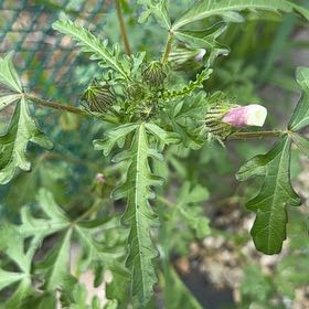 Photo of the plant species Modesty by @NeatBeech33 named Dolores on Greg, the plant care app