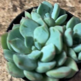 Photo of the plant species Porcelain Plant by @SavantLaceyoak named Treeyoncé on Greg, the plant care app