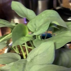 Photo of the plant species Satin Pothos by @SavantLaceyoak named Java on Greg, the plant care app