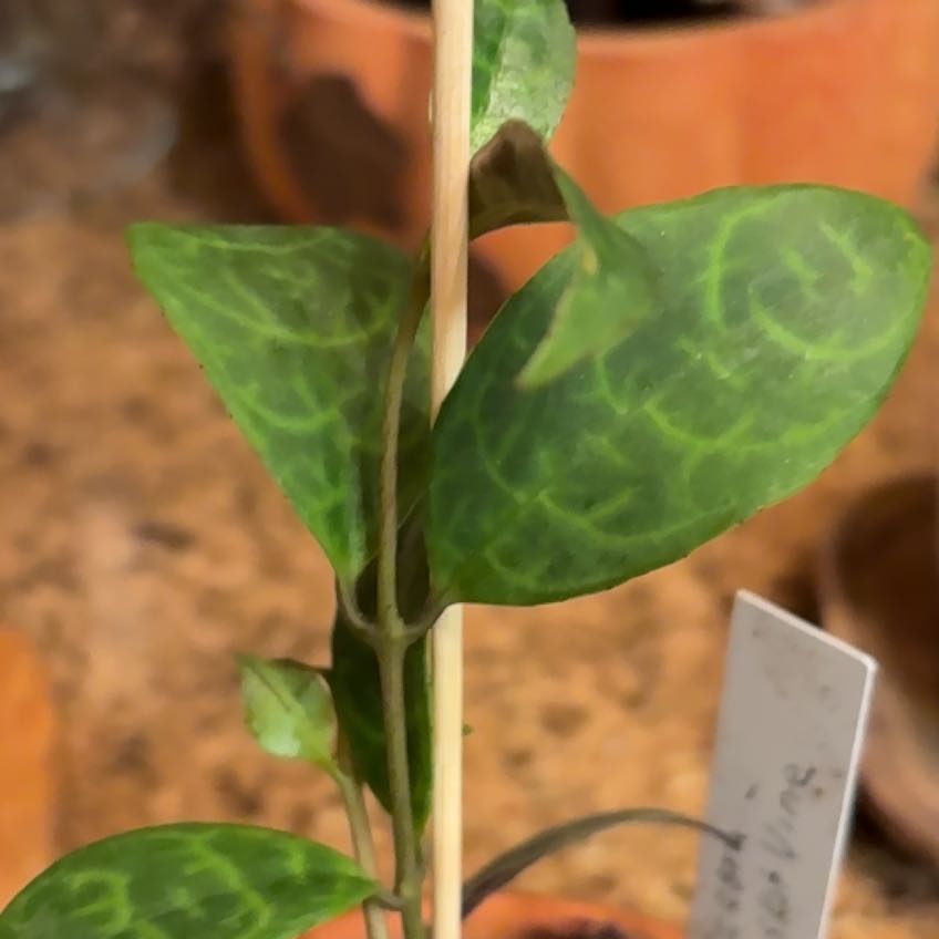Photo of the plant species Zebra Basket Vine by @SavantLaceyoak named Baesil on Greg, the plant care app
