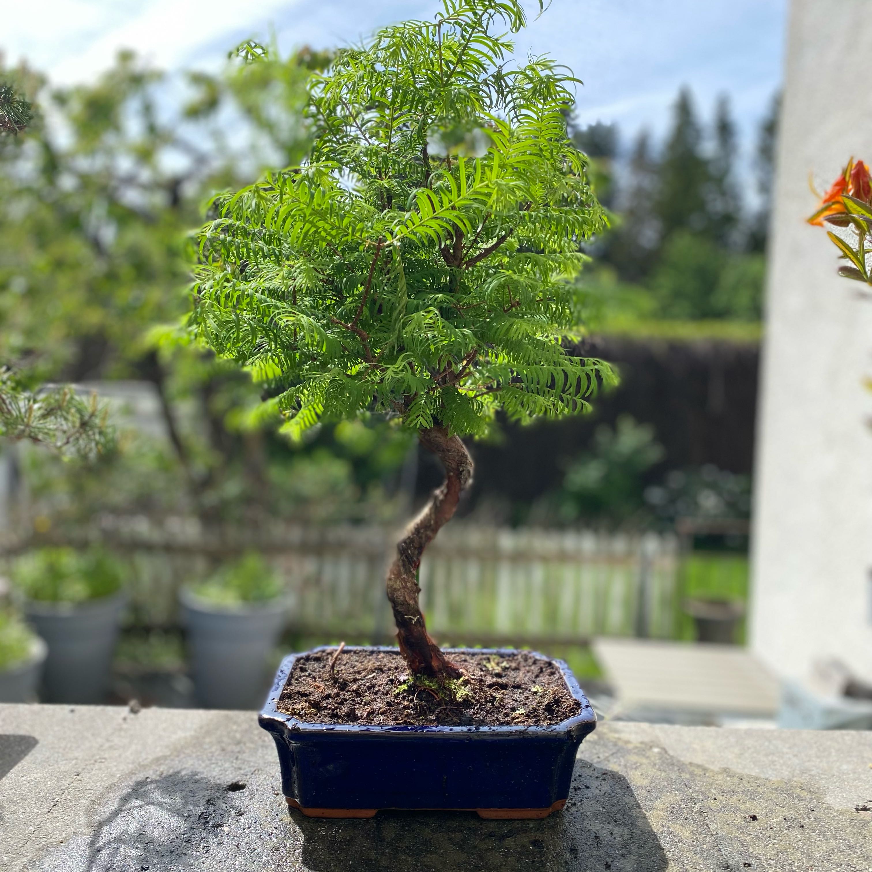 Photo of the plant species Bonsai Dawn Redwood by @YokeCanna13 named Duke on Greg, the plant care app
