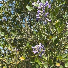 Photo of the plant species Texas Mountain Laurel by @SharpBonsi24 named Aria on Greg, the plant care app